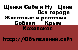 Щенки Сиба и Ну › Цена ­ 35000-85000 - Все города Животные и растения » Собаки   . Крым,Каховское